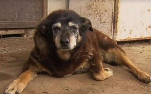 Una mujer caminó 17 kilómetros con su perro anciano para salvarlo de las explosiones en Ucrania