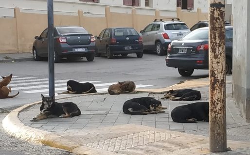 Perros callejeros, una problemática que le sigue afectando a los comodorenses