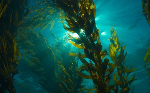 Se vienen las XI Jornadas Nacionales de Ciencias del Mar y XIX Coloquio de Oceanografía