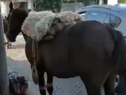 Dejó «estacionado» a su caballo en la vereda para irse a cortar el pelo