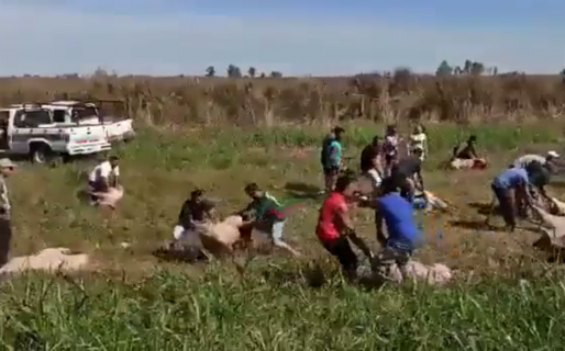 Insólito: volcó un camión con cerdos y un grupo de personas se los llevaron de las patas