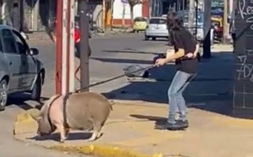 Ni un perro ni un gato: una señora sacó a pasear a un cerdo