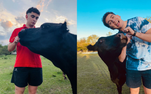 Clota, la «vaca perro» que se salvó de la muerte y acompaña a su dueño a todos lados