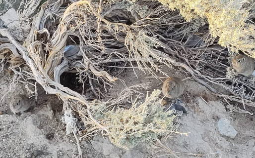 Encontró una familia de cuises y ellos posaron para la cámara