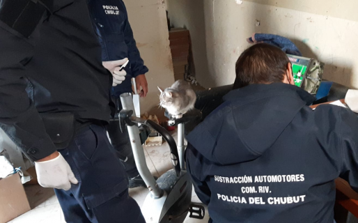 Al gato no le importó que allanen su casa por el robo de una camioneta