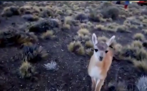 Martín, el tierno chulenguito que acompaña a los trabajadores en el campo