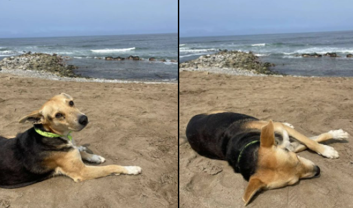 El perro que desde hace años va a la playa a esperar el regreso de su dueño, quien murió en el mar