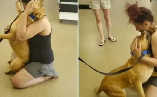 Fue a adoptar un perro y se reencontró con el que había perdido hace dos años