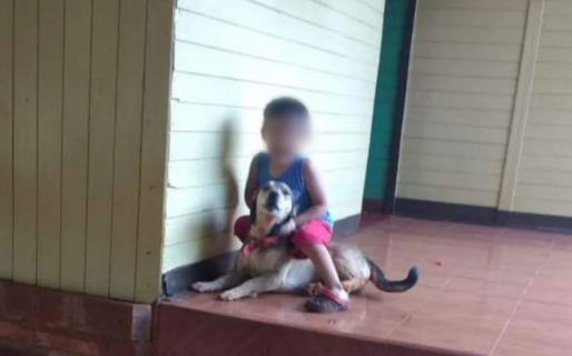 Acusan a un perro mestizo de matar seis venados y quieren que su familia pague $42 millones de pesos