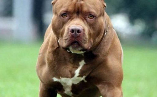 Un pitbull atacó y mató a una anciana de 87 años