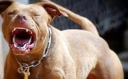 Quiso defender a su caniche del ataque de un pitbull, la mordió a ella y murió