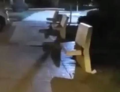 Detectaron a un grupo de ratas en la costanera de la ciudad