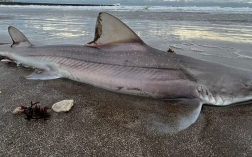 Aseguraban que apareció un tiburón de más de dos metros en Mar del Plata pero un detalle cambió todo