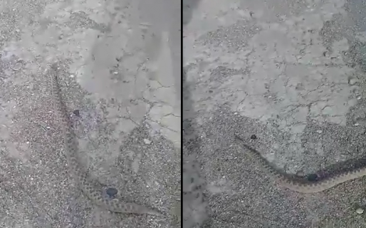 Se llevaron un susto enorme cuando encontraron una yarará con sobrepeso en su patio