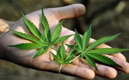 Hoy se conmemora el Día Internacional de la Marihuana: cómo nació esta fecha y qué es el «420»