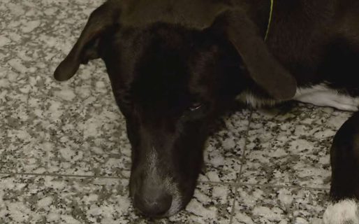 Un perro fue abandonado en Aeroparque y una empleada lo adoptó: “Me tocó el corazón”