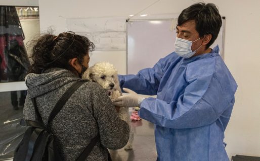 “Buscamos hacer 150 castraciones diarias pero necesitamos que la gente lleve a castrar a sus animales”