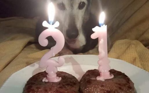 Tierno: le festejaron el cumpleaños a una perrita que cumplía 21 años