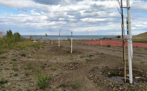 Continúan las mejoras de espacios verdes a través del Plan de Arbolado Urbano