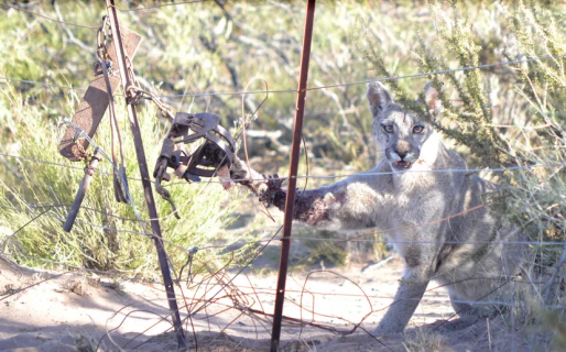 La justicia se expidiera por primera vez a favor de un puma