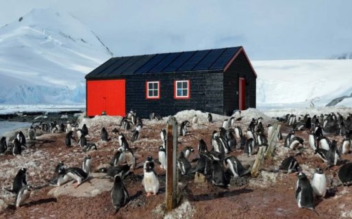 Búsqueda de personal en la Antártida: pagan hasta 2300 dólares para contar pingüinos
