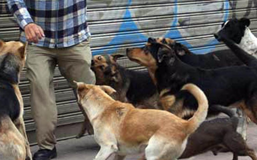 Otro ataque de perros: esta vez, a un joven de 12 años que fue rescatado por una vecina