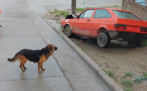 Un perro fue testigo de cómo un auto sin conductor chocó contra una palma de luz