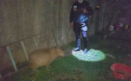 Rescataron a un carpincho que era maltratado y estaba en estado de abandono