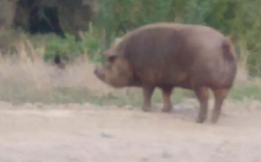 Un cerdito se creyó ‘babe’ y la Policía se lo llevó a la comisaría
