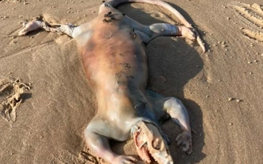 Encuentran una misteriosa criatura y el descubridor dice que es un alien