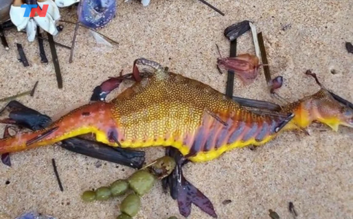 Preocupación por la aparición de decenas de dragones de mar muertos