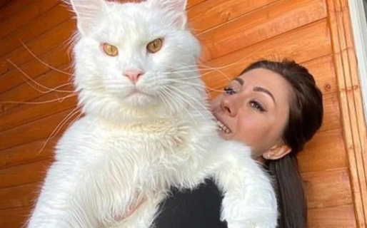 El gato gigante que tiene dos años, no para de crecer y tiene el tamaño de un perro