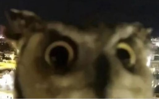 Un búho se hizo famoso por hacer muecas frente a una cámara callejera