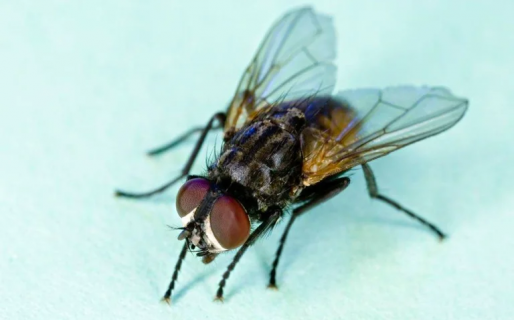 ¿Cuál es la función de las moscas en el mundo?