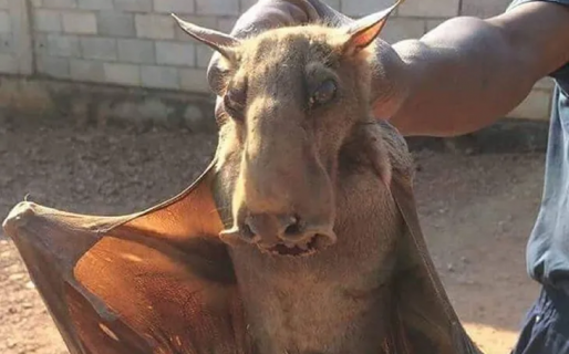 Impresionante: viralizaron la foto de un murciélago gigante