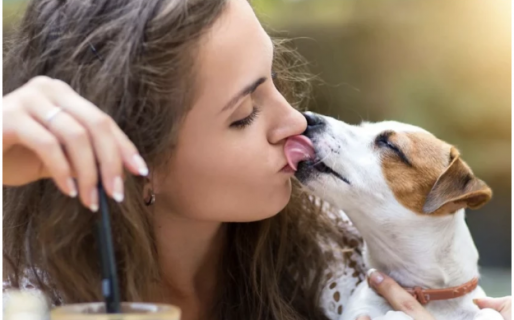 Los besos de perro pueden contagiar una superbacteria letal para los humanos