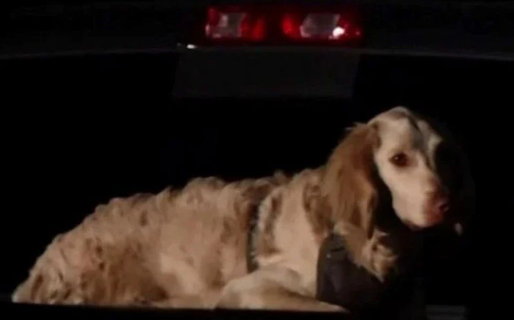 Encontraron el cuerpo de un excursionista desaparecido hace 2 semanas: su perro estaba al lado cuidándolo