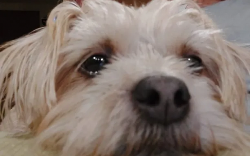 Crearon la 1º plataforma para adoptar perritos en Argentina