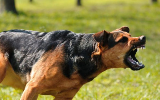 Una nena de 3 años fue atacada por una jauría de perros en las 1311 y terminó hospitalizada con graves heridas