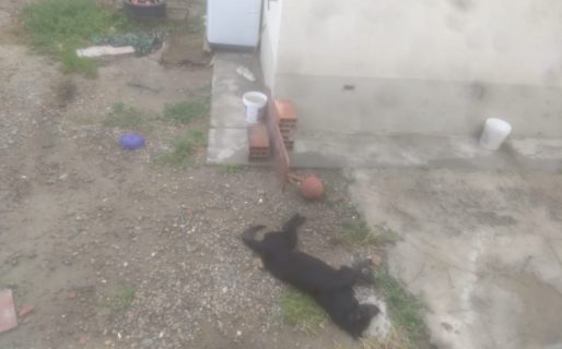 Denuncian maltrato animal en zona norte: Cuatro perros muertos en un patio
