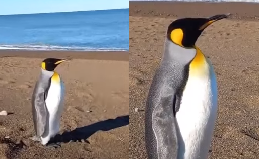 Asombrosa aparición de un pingüino rey en las costas de Chubut