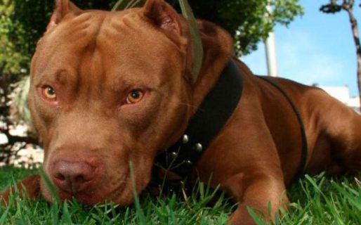 “Era mi hija o el perro”: Una mujer mató a un pitbull de una puñalada para salvar a su beba