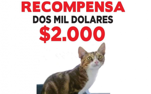 Se le perdió el gato y ofrece US$2.000 dólares a quien lo encuentre