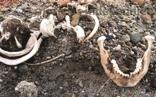 Salió de paseo y en el camino encontró huesos humanos