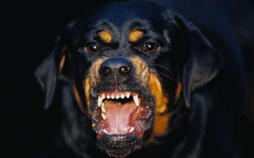 Una jubilada fue atacada por su perro rottweiler: tuvieron que dispararle al perro para que dejara de morder