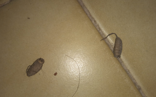 Extraños “gusanos con cola” aparecen en Comodoro y desconciertan a los usuarios