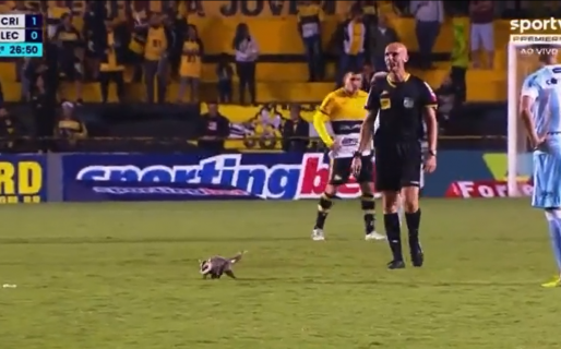 El increíble motivo por el que se demoró un partido: ¡Una zarigüeya invadió el campo!