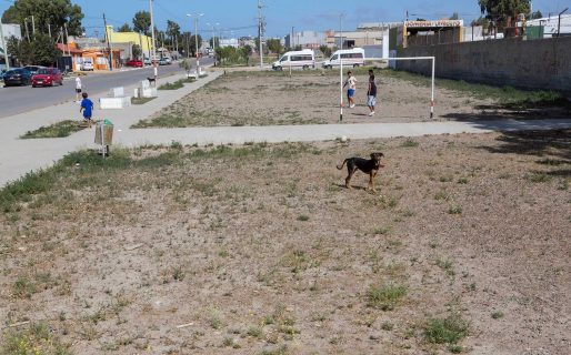 Hay más de 1000 perros sueltos y abandonados en el Stella Maris