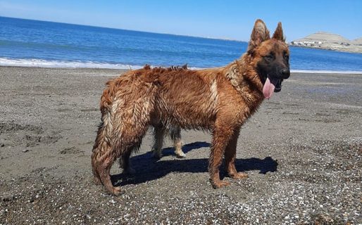 Le robaron a su perro y solicitan que se lo devuelvan