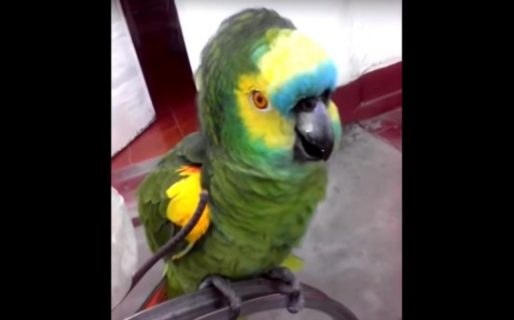 Un loro recibió a los censistas cantando la marcha peronista y se hizo viral